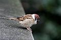 Small bird in the Meiji shrine