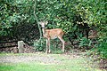 White-tailed deer