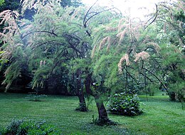 korai tamariska (T. tetrandra)