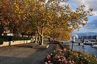 Platanen im Herbst in Zürich