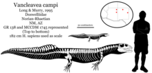 Vancleavea campi skeletal