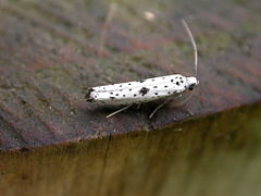 Dorsal view