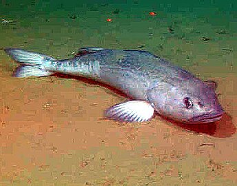 Resting on soft sediment of a 800 m deep canyon floor.