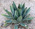 Agave victoriae-reginae