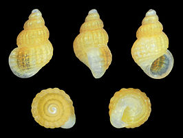 Alvania grancanariensis