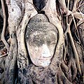 Ayutthaya Buddha