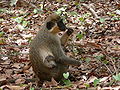 Grüne Meerkatzen Green Monkey