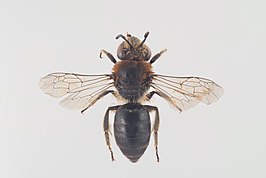 Colletes floralis