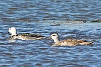 Cotton Pygmy-goose