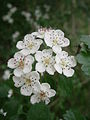 Crataegus laevigata