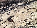 Dinosaurier-Spuren im Gestein nahe Plagne