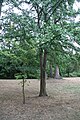 Ginkgobaum, links davor ein nachgepflanzter Ginkgo