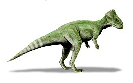 A Graciliceratops rekonstrukciója