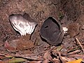 Helvella leucomelaena