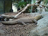 Komodo dragons at San Diego Zoo