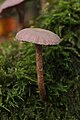 Laccaria amethystina