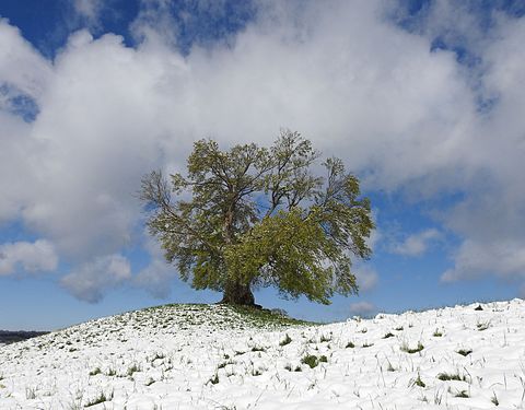 3. Platz: Wintereinbruch nach dem Blattaustrieb, die Drumlin-Buche. Foto: Boschfoto