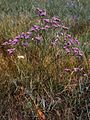 Steppenschleier-Strandflieder (Limonium gmelinii)