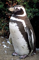 Magellanic Penguin