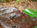 Mantella bernhardi