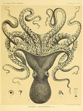 Octopus verrucosus