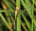 Recently emerged male