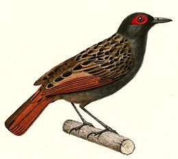 Pápaszemes hangyászmadár (Phlegopsis nigromaculata)