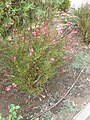 7: Oenothera lindheimeri (syn. Gaura lindheimeri)