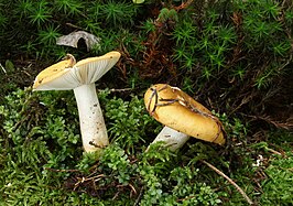 Geelwitte russula