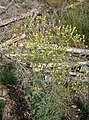 Senecio sylvaticus