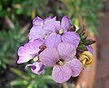 14 Brassicaceae? most likely Hesperis matronalis