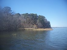 A wooded lakeshore with shallow grassy areas