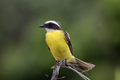 Social flycatcher