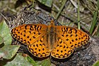 The Mormon Fritillary, a butterfly that undergoes a natural gender transition from male to female.