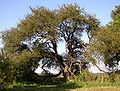 Holzapfel (Malus sylvestris)