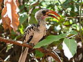 Rotschnabeltoko Red-billed Hornbill