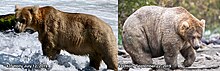 Two contrasting photographs of the same bear. In the second photo, the bear is carrying a large amount of fat