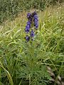 Aconitum napellus