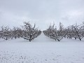 Yakima's primary crop during winter