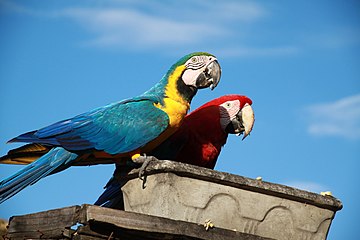 Gelbbrustara (blaue Schwingen) und Grünflügelara (rote Kopfhaube und Rücken)