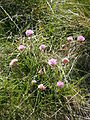 Armeria alpina