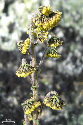 Artemisia norvegica