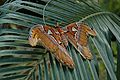 Atlasspinner (Attacus atlas)