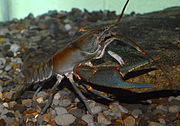 Cambarus callainus