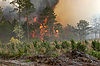 The Bugaboo scrub fire burning in Florida.