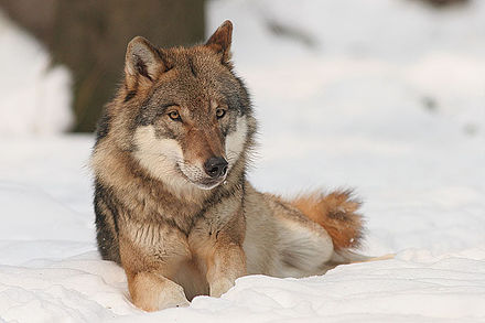 Picture of a wolf, because Akela is a wolf.