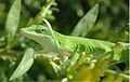 Anolis caroliensis showing blending camouflage and countershading