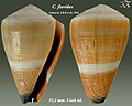 Conus flavidus Lamarck, J.B.P.A. de, 1810