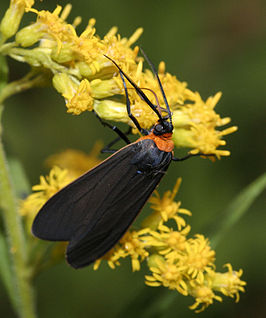 Ctenucha virginica