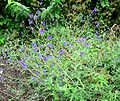 Delphinium ceratophorum